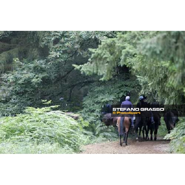 a group of 2 years old in training at Eric Libaud\'s training center La Richerie, 26th june 2007 ph. Stefano Grasso