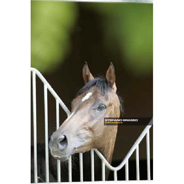 a 2 years old in the stable at Eric Libaud\'s training center La Richerie, 26th june 2007 ph. Stefano Grasso