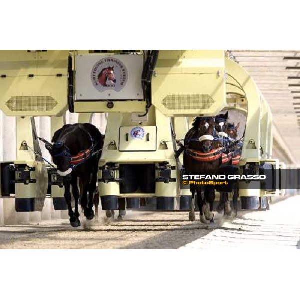 6 horses in training with Kurt equine training system. Istanbul, 5th july 2007 ph. Stefano Grasso