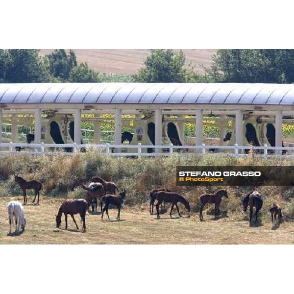 2 years old during training with Kurt equine training system and mares and foals in the paddocks Istanbul, 5th july 2007 ph. Stefano Grasso