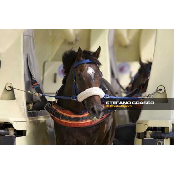 a close up for a 2 years old during training with Kurt equine training system. Istanbul, 5th july 2007 ph. Stefano Grasso