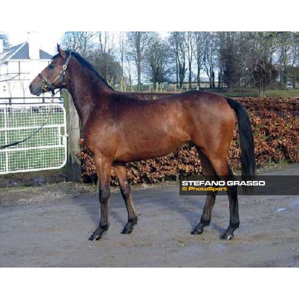 Montjeu - Green Bird ph. BBAG