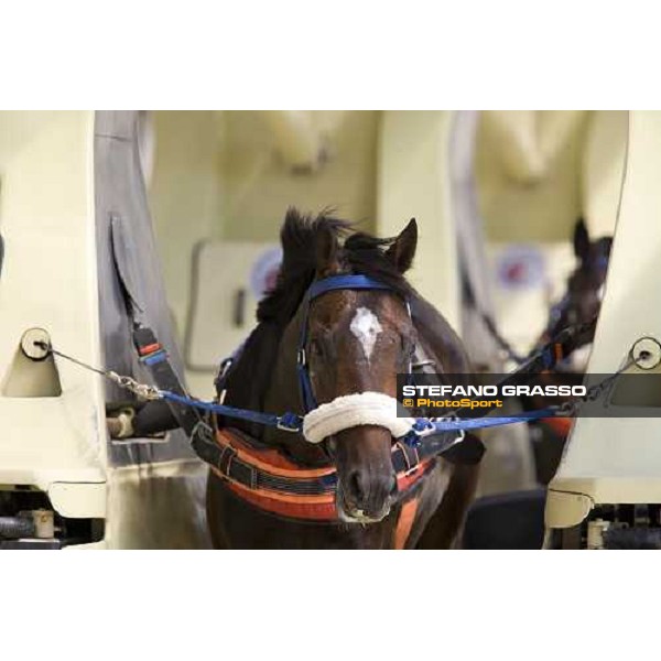 a close up for a 2 years old during training with Kurt equine training system. Istanbul, 5th july 2007 ph. Stefano Grasso