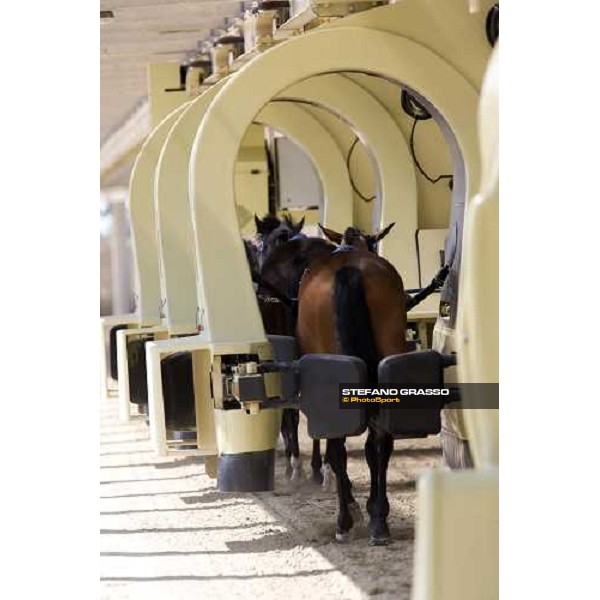 horses in training with Kurt equine training system. Istanbul, 5th july 2007 ph. Stefano Grasso