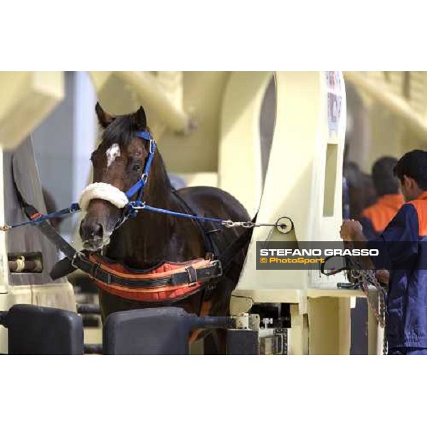 horses in training with Kurt equine training system. Istanbul, 5th july 2007 ph. Stefano Grasso