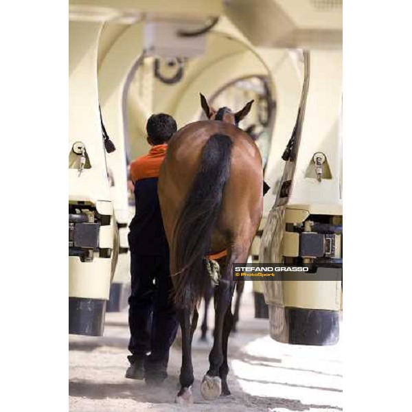 preparing a 2 years old horse for a training session Istanbul, 5th july 2007 ph. Stefano Grasso