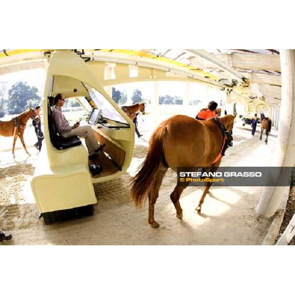 preparing 2 years old horse for a training session with Kurt equine training system under the supervision of Daniele Camuffo Istanbul, 5th july 2007 ph. Stefano Grasso