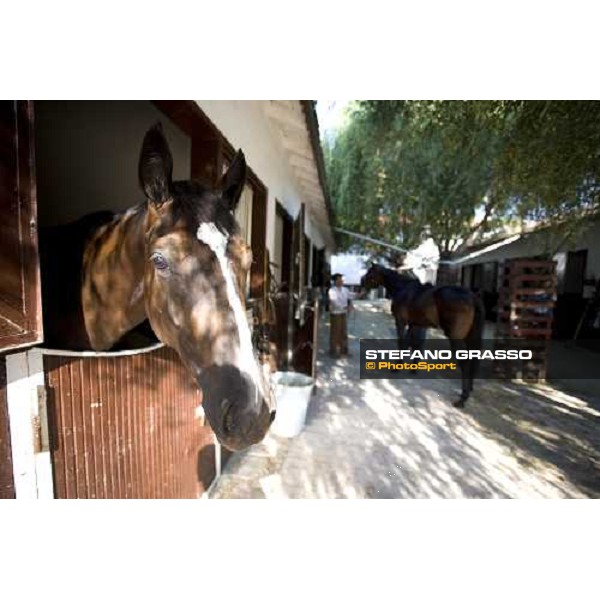 horses at Mr. Kurt training center Istanbul, 5th july 2007 ph. Stefano Grasso