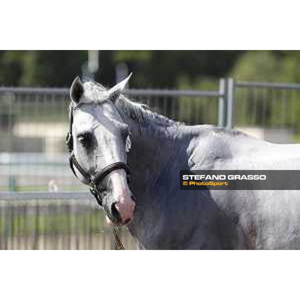 LGCT of Chantilly - Behind the scenes - Shower - Chantilly, - 16 July 2017 - ph.Mario Grassia/LGCT