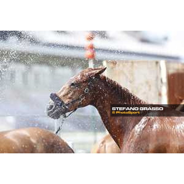 LGCT of Chantilly - Behind the scenes - Shower - Chantilly, - 16 July 2017 - ph.Mario Grassia/LGCT