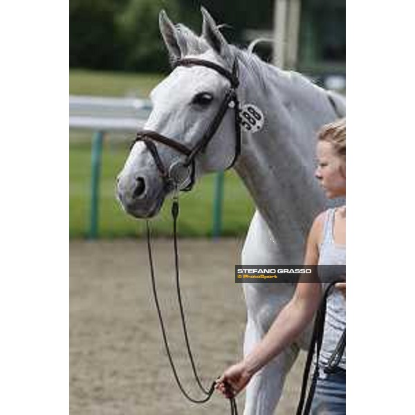 LGCT of Chantilly - Vet check - Argelith Squid - Chantilly, - 13 July 2017 - ph.Stefano Grasso/LGCT