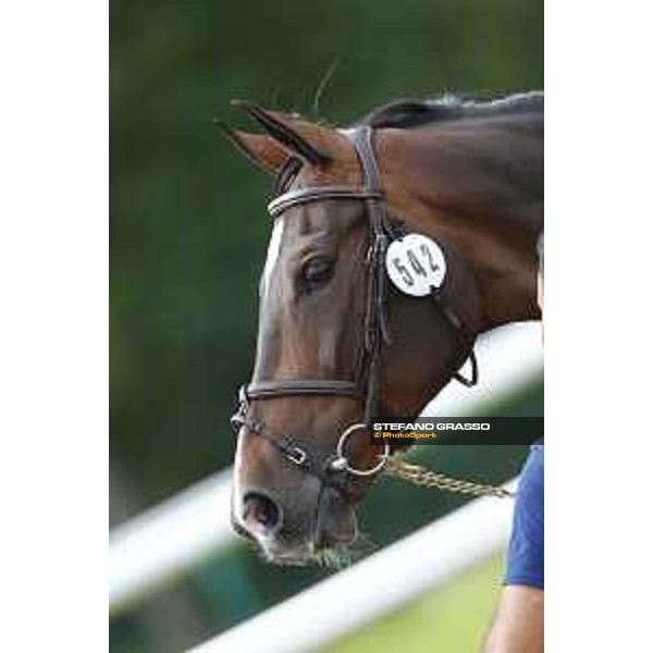 LGCT of Chantilly - Vet check - Cuplandra - Chantilly, - 13 July 2017 - ph.Stefano Grasso/LGCT