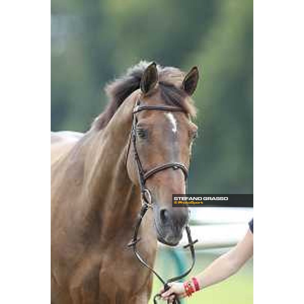 LGCT of Chantilly - Vet check - Chantilly, - 13 July 2017 - ph.Stefano Grasso/LGCT