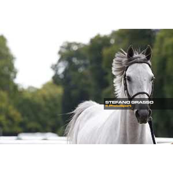 LGCT of Chantilly - Vet check - Papillon Z - Chantilly, - 13 July 2017 - ph.Stefano Grasso/LGCT