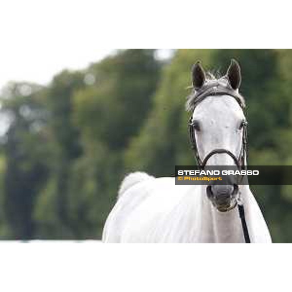 LGCT of Chantilly - Vet check - Papillon Z - Chantilly, - 13 July 2017 - ph.Stefano Grasso/LGCT