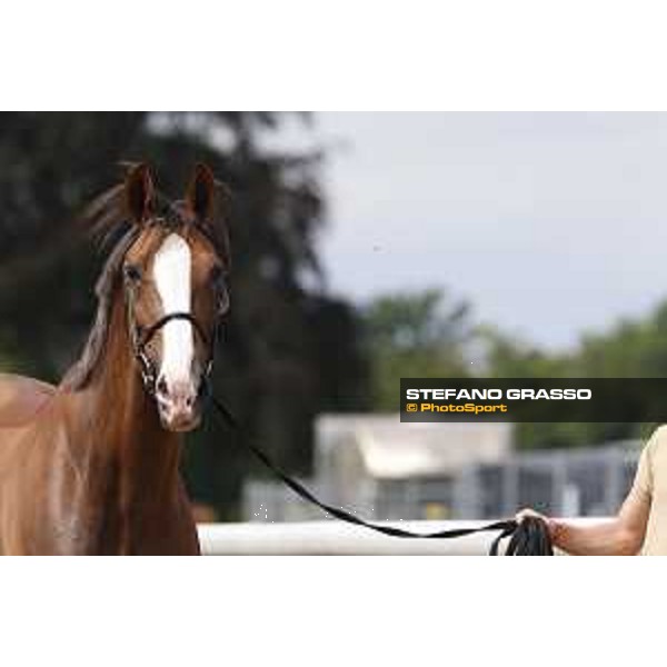 LGCT of Chantilly - Vet check - Hello Forever - Chantilly, - 13 July 2017 - ph.Stefano Grasso/LGCT