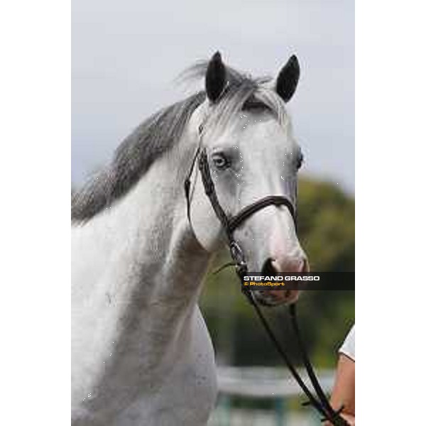 LGCT of Chantilly - Vet check - Caribis Z - Chantilly, - 13 July 2017 - ph.Stefano Grasso/LGCT