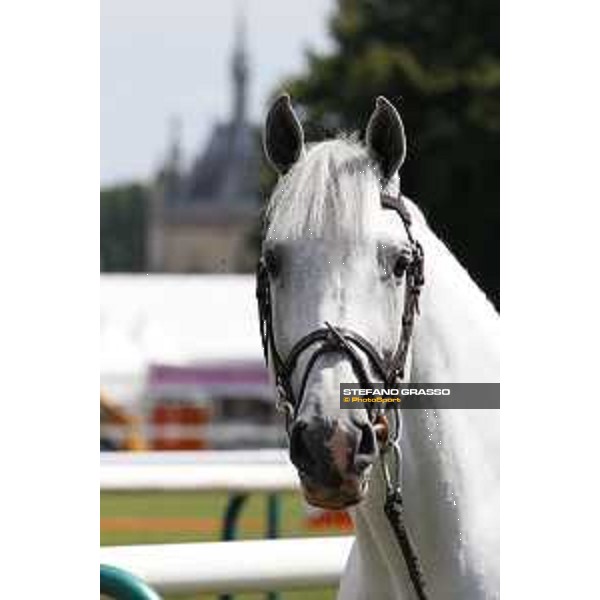 LGCT of Chantilly - Vet check - Alicante - Chantilly, - 13 July 2017 - ph.Stefano Grasso/LGCT