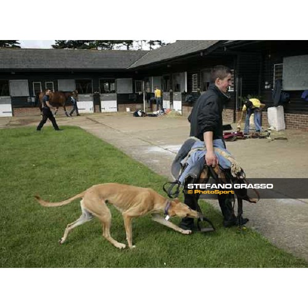 Cesare playing with a morning jockey before a training session at Marco Botti\'s stables Newmarket, 14th july 2007 ph. Stefano Grasso