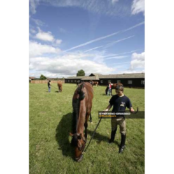 eating the grass after a training session Newmarket, 14th july 2007 ph. Stefano Grasso