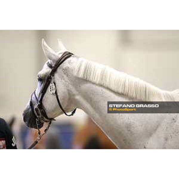 LGCT of Berlin - vet check - Gin D - Berlin, 27th july 2017 - ph.Stefano Grasso/LGCT