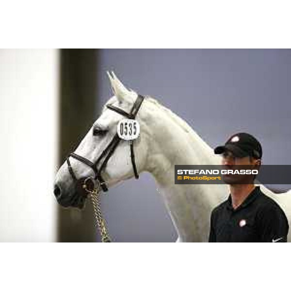 LGCT of Berlin - vet check - Berlin, 27th july 2017 - ph.Stefano Grasso/LGCTLGCT of Berlin - vet check - Manodie II H - Berlin, 27th july 2017 - ph.Stefano Grasso/LGCT