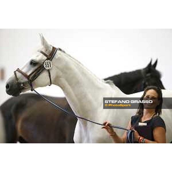 LGCT of Berlin - vet check - Berlin, 27th july 2017 - ph.Stefano Grasso/LGCTLGCT of Berlin - vet check - Monodie H - Berlin, 27th july 2017 - ph.Stefano Grasso/LGCT