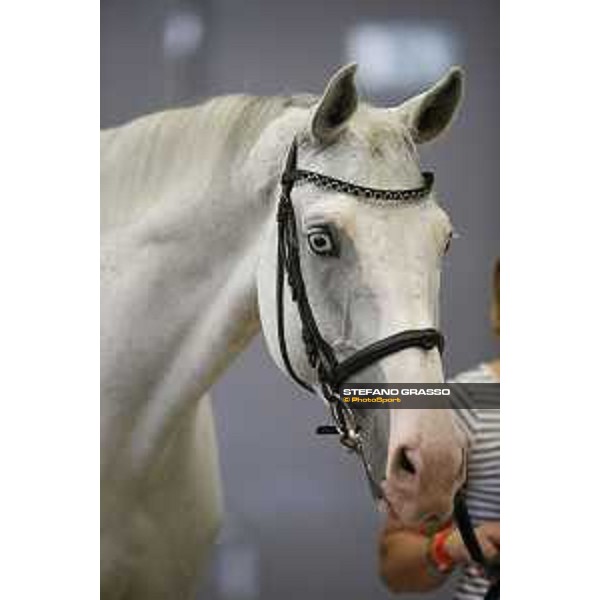 LGCT of Berlin - vet check - Carlson 86 - Berlin, 27th july 2017 - ph.Stefano Grasso/LGCT
