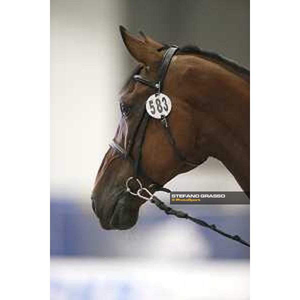 LGCT of Berlin - vet check - Berlin, 27th july 2017 - ph.Stefano Grasso/LGCTLGCT of Berlin - vet check - Clenur - Berlin, 27th july 2017 - ph.Stefano Grasso/LGCT
