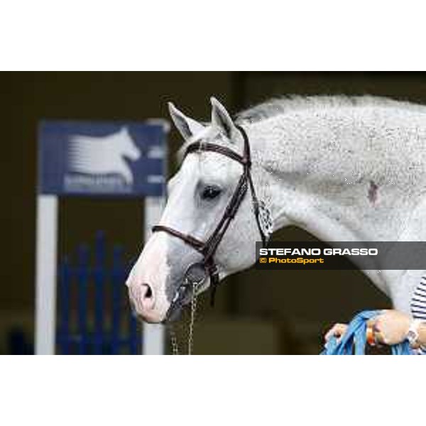 LGCT of Berlin - vet check - Colorit - Berlin, 27th july 2017 - ph.Stefano Grasso/LGCT