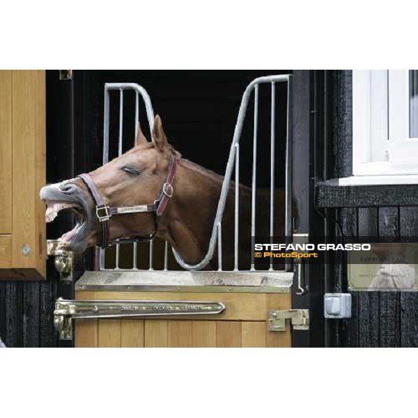 The Darley Stallion Parade - Lammtarra Newmarket, 13th july 2007 ph. Stefano Grasso