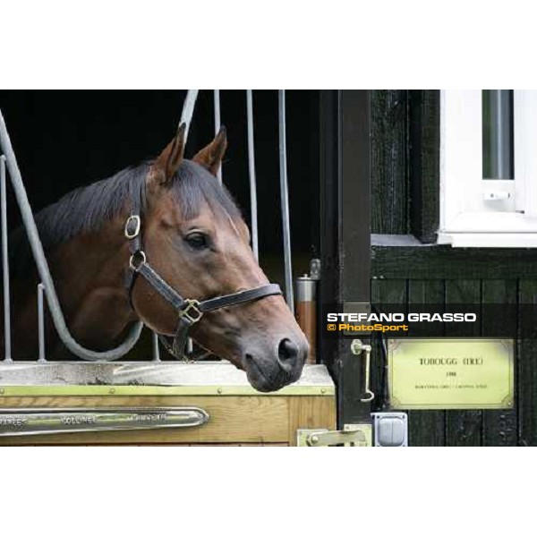 The Darley Stallion Parade - Tobougg Newmarket, 13th july 2007 ph. Stefano Grasso