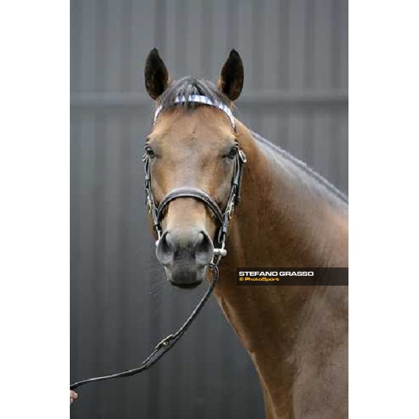 The Darley Stallion Parade - Dubai Destination Newmarket, 13th july 2007 ph. Stefano Grasso