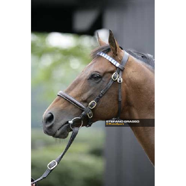 The Darley Stallion Parade - Dubai Destination Newmarket, 13th july 2007 ph. Stefano Grasso