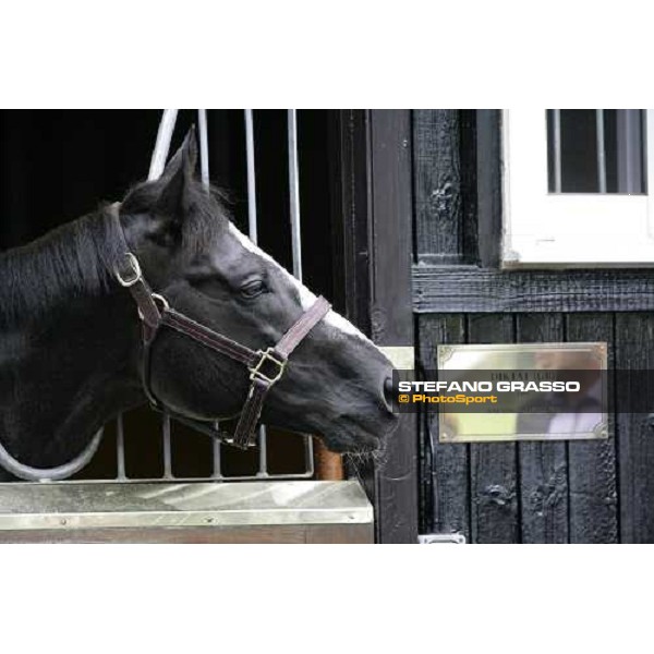 The Darley Stallion Parade - Diktat Newmarket, 13th july 2007 ph. Stefano Grasso