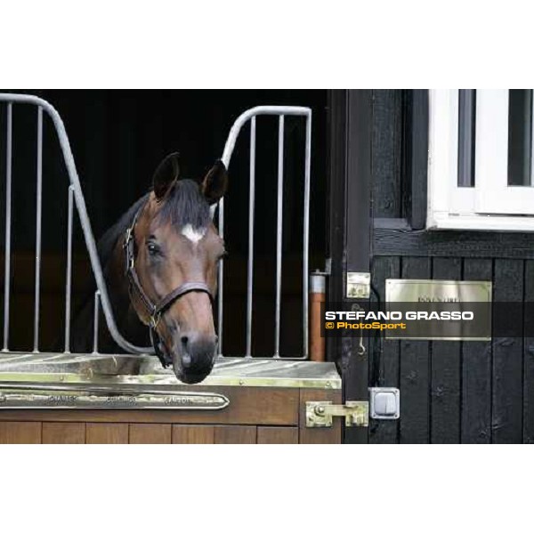 The Darley Stallion Parade - Doyen Newmarket, 13th july 2007 ph. Stefano Grasso