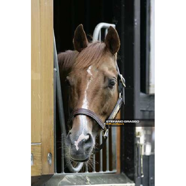 The Darley Stallion Parade - Halling Newmarket, 13th july 2007 ph. Stefano Grasso