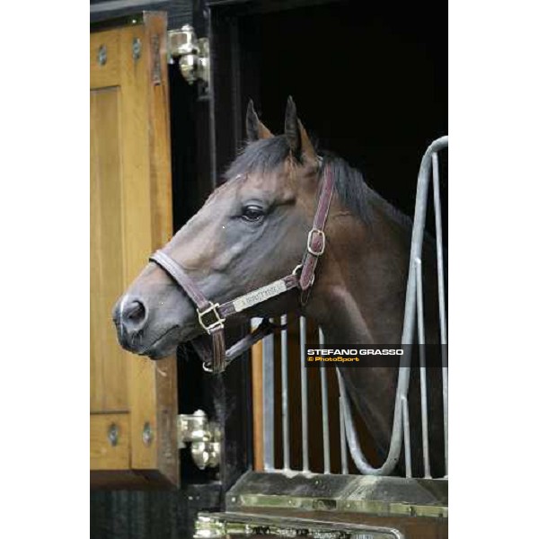 The Darley Stallion Parade - Librettist Newmarket, 13th july 2007 ph. Stefano Grasso