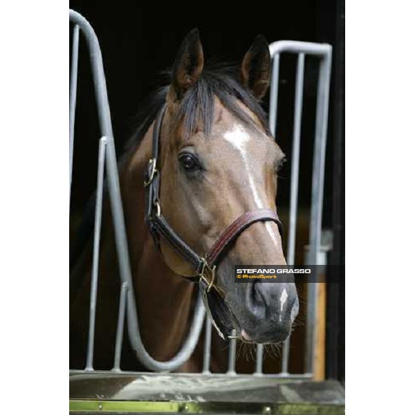 The Darley Stallion Parade -Tiger Hill Newmarket, 13th july 2007 ph. Stefano Grasso