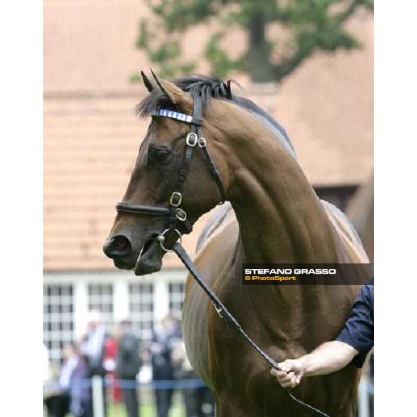 The Darley Stallion Parade - Dubai Destination Newmarket, 13th july 2007 ph. Stefano Grasso