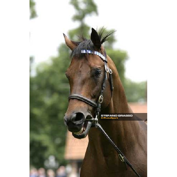 The Darley Stallion Parade - Dubai Destination Newmarket, 13th july 2007 ph. Stefano Grasso