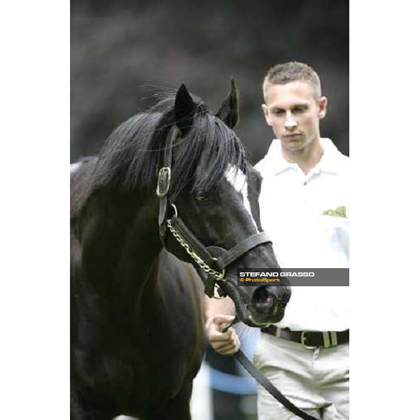 The Darley Stallion Parade - Xaar Newmarket, 13th july 2007 ph. Stefano Grasso