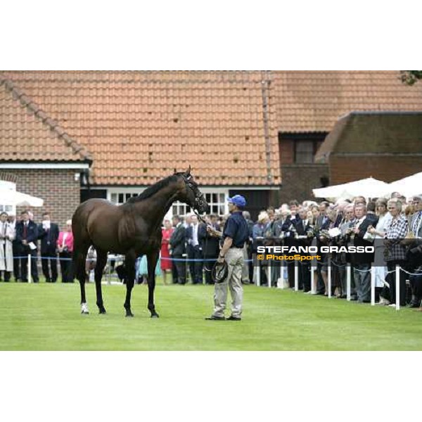 The Darley Stallion Parade - Librettist Newmarket, 13th july 2007 ph. Stefano Grasso