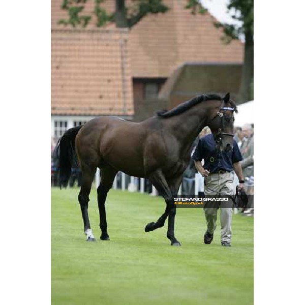 The Darley Stallion Parade - Librettist Newmarket, 13th july 2007 ph. Stefano Grasso