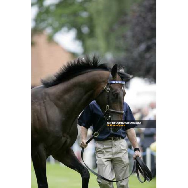 The Darley Stallion Parade - Librettist Newmarket, 13th july 2007 ph. Stefano Grasso