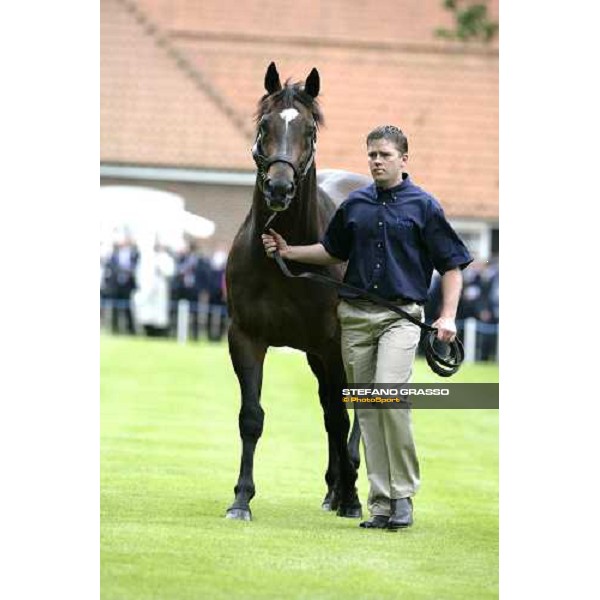 The Darley Stallion Parade - Red Ramson Newmarket, 13th july 2007 ph. Stefano Grasso