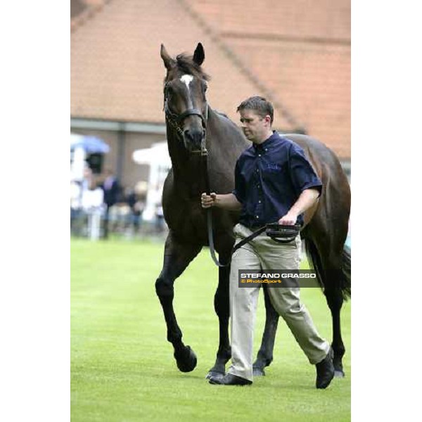 The Darley Stallion Parade - Red Ramson Newmarket, 13th july 2007 ph. Stefano Grasso