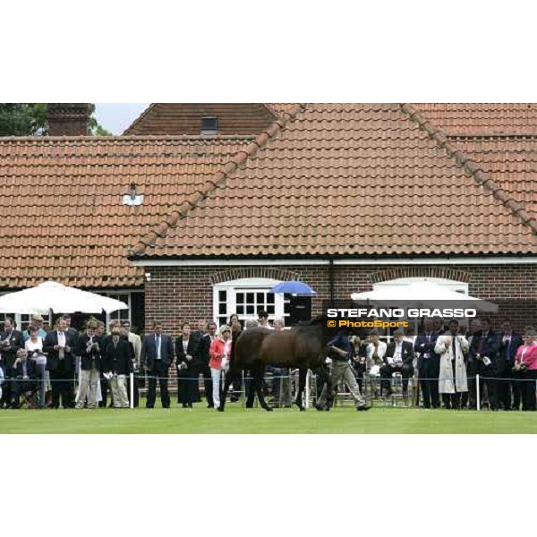 The Darley Stallion Parade - Red Ramson Newmarket, 13th july 2007 ph. Stefano Grasso