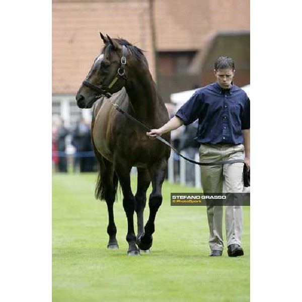 The Darley Stallion Parade - Red Ramson Newmarket, 13th july 2007 ph. Stefano Grasso