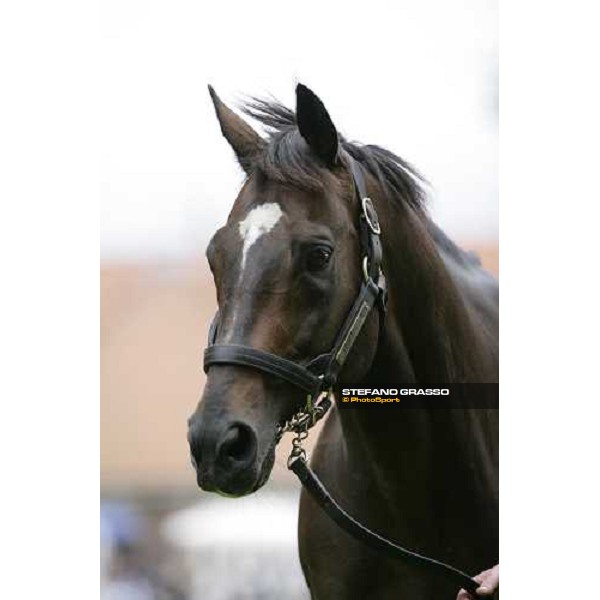 The Darley Stallion Parade - Red Ramson Newmarket, 13th july 2007 ph. Stefano Grasso